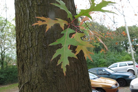  picture  Moeraseik |Quercus_palustris