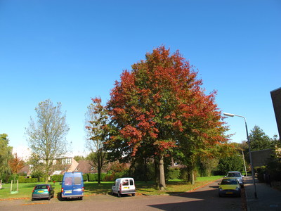  picture  Moeraseik |Quercus_palustris