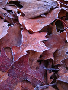  picture  Moeraseik |Quercus_palustris