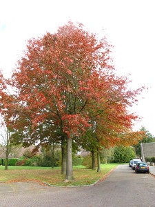  picture  Moeraseik |Quercus_palustris