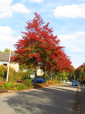  picture  Moeraseik |Quercus_palustris