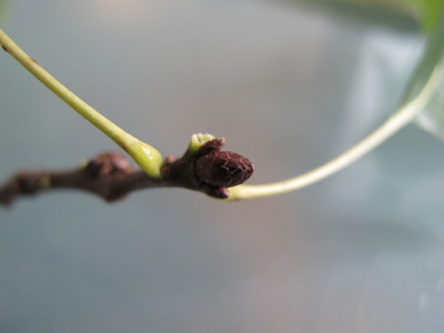  picture  Moeraseik |Quercus_palustris