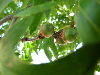  picture  Moeraseik |Quercus_palustris