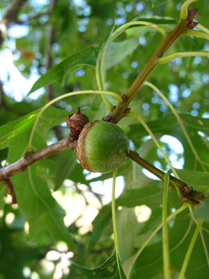  picture  Moeraseik |Quercus_palustris