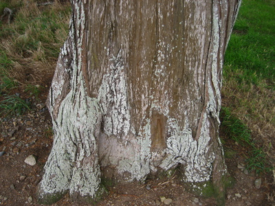  picture  Montereycipres |Cupressus_macrocarpa