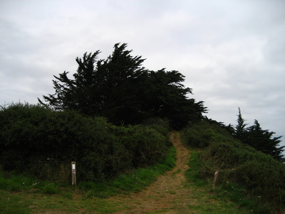  picture  Montereycipres |Cupressus_macrocarpa