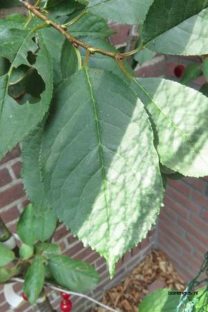 Leaf picture  Morel ( Prunus cerasus)