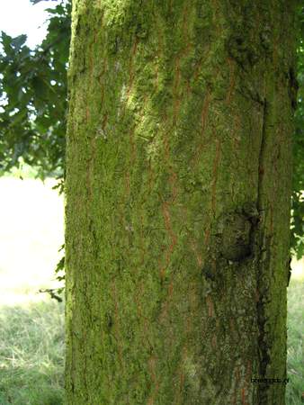  picture  Moseik--Turkse_eik |Quercus_cerris