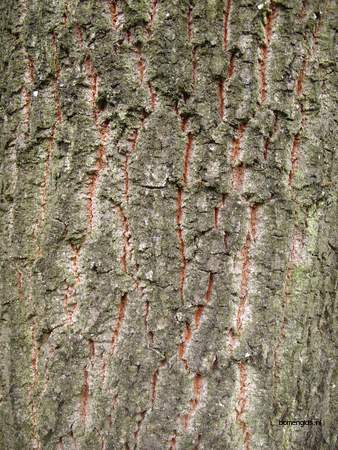  picture  Moseik--Turkse_eik |Quercus_cerris