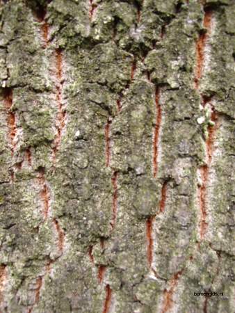  picture  Moseik--Turkse_eik |Quercus_cerris