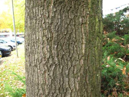  picture  Moseik--Turkse_eik |Quercus_cerris