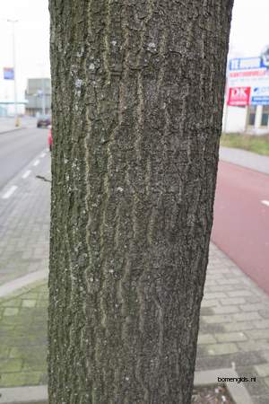  picture  Moseik--Turkse_eik |Quercus_cerris