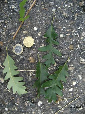  picture  Moseik--Turkse_eik |Quercus_cerris