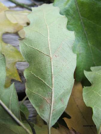  picture  Moseik--Turkse_eik |Quercus_cerris