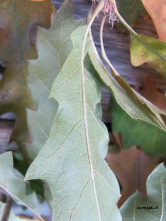  picture  Moseik--Turkse_eik |Quercus_cerris