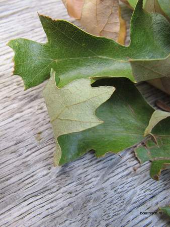  picture  Moseik--Turkse_eik |Quercus_cerris