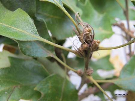  picture  Moseik--Turkse_eik |Quercus_cerris