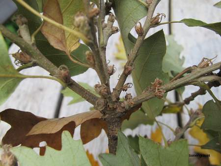  picture  Moseik--Turkse_eik |Quercus_cerris