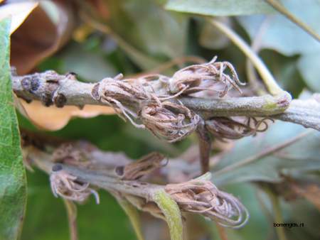  picture  Moseik--Turkse_eik |Quercus_cerris