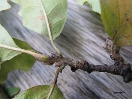  picture  Moseik--Turkse_eik |Quercus_cerris