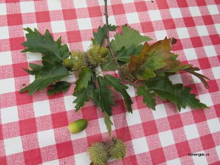  picture  Moseik--Turkse_eik |Quercus_cerris