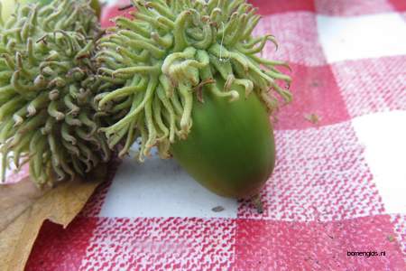  picture  Moseik--Turkse_eik |Quercus_cerris