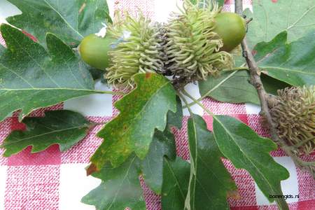  picture  Moseik--Turkse_eik |Quercus_cerris