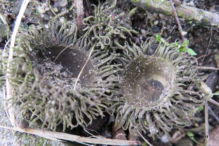  picture  Moseik--Turkse_eik |Quercus_cerris