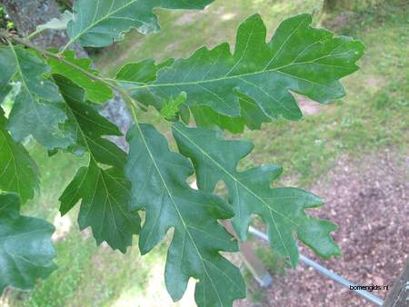  picture  Moseik--Turkse_eik |Quercus_cerris