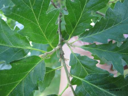  picture  Moseik--Turkse_eik |Quercus_cerris