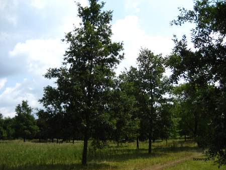  picture  Moseik--Turkse_eik |Quercus_cerris