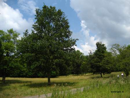  picture  Moseik--Turkse_eik |Quercus_cerris