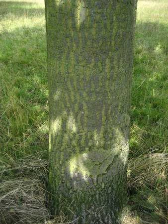  picture  Moseik--Turkse_eik |Quercus_cerris