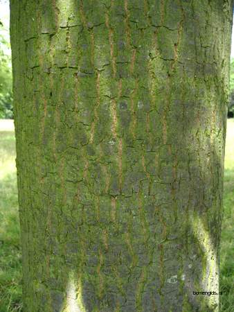  picture  Moseik--Turkse_eik |Quercus_cerris