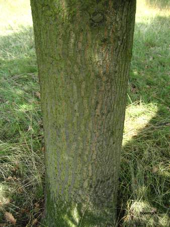  picture  Moseik--Turkse_eik |Quercus_cerris