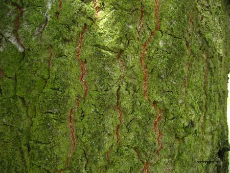  picture  Moseik--Turkse_eik |Quercus_cerris