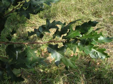  picture  Moseik--Turkse_eik |Quercus_cerris
