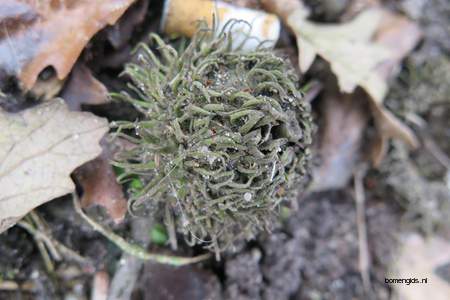  picture  Moseik--Turkse_eik |Quercus_cerris