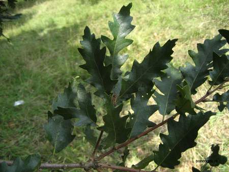  picture  Moseik--Turkse_eik |Quercus_cerris