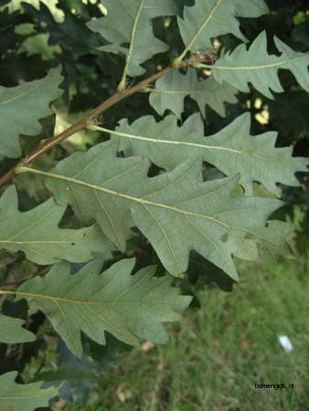  picture  Moseik--Turkse_eik |Quercus_cerris