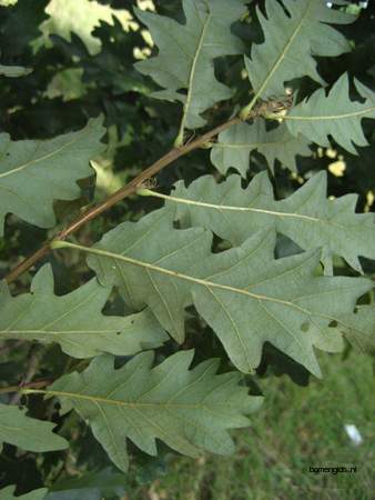  picture  Moseik--Turkse_eik |Quercus_cerris