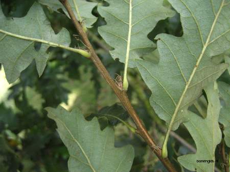  picture  Moseik--Turkse_eik |Quercus_cerris