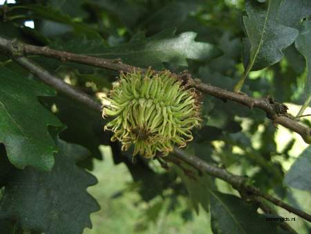  picture  Moseik--Turkse_eik |Quercus_cerris