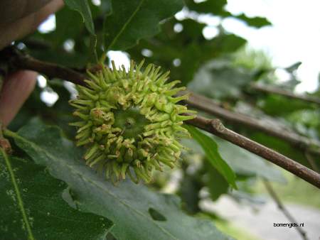  picture  Moseik--Turkse_eik |Quercus_cerris