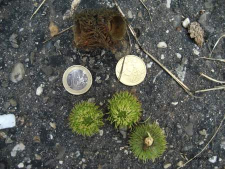  picture  Moseik--Turkse_eik |Quercus_cerris