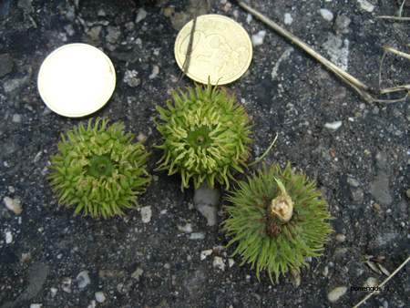  picture  Moseik--Turkse_eik |Quercus_cerris