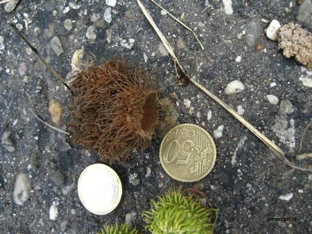  picture  Moseik--Turkse_eik |Quercus_cerris