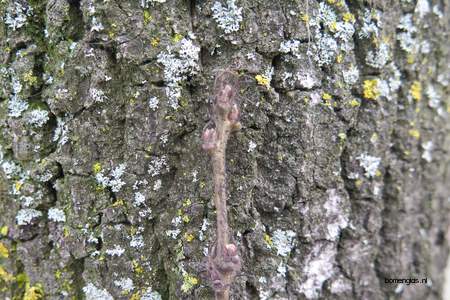  picture  Moseik--Turkse_eik |Quercus_cerris