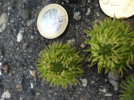  picture  Moseik--Turkse_eik |Quercus_cerris