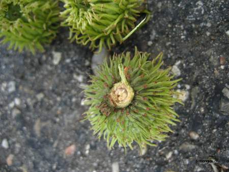  picture  Moseik--Turkse_eik |Quercus_cerris